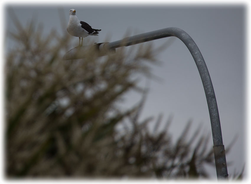 Auckland International Airport