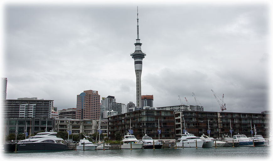 Auckland whale and dolphin safari