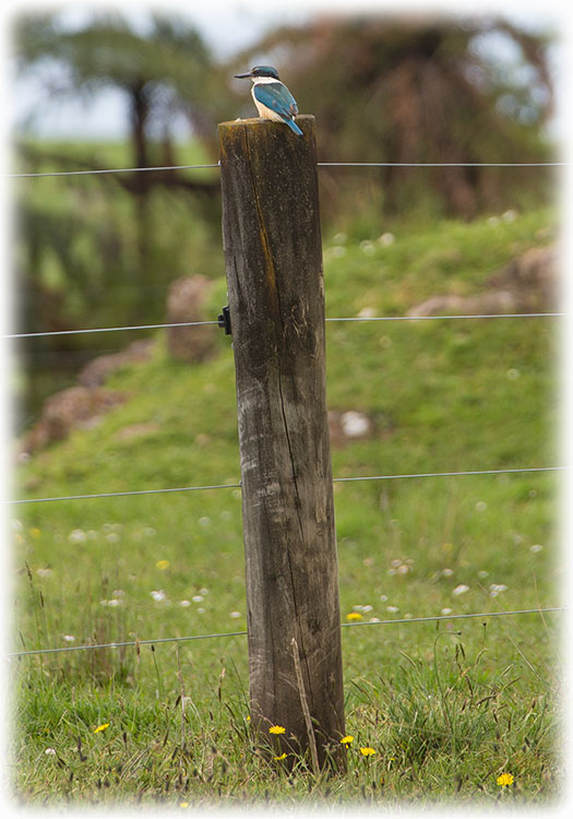 Birding/ Bird watching at Puketi Recreation Area, New Zealand