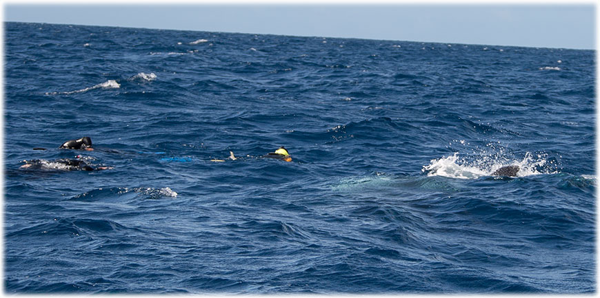 Swimming with humpback whales on Tonga