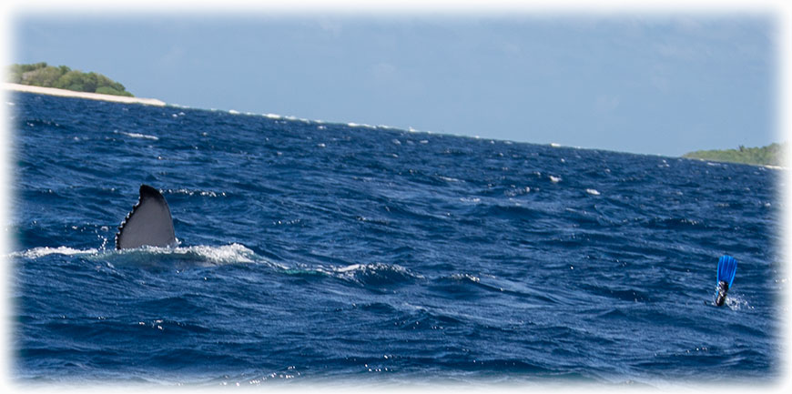 Swimming with humpback whales on Tonga