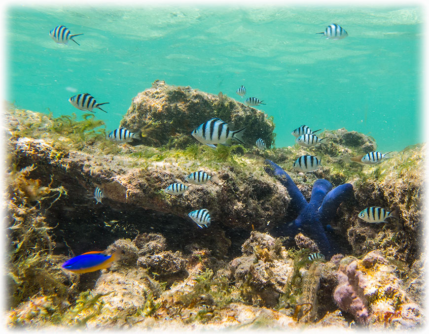 Fiji day trip - Whale's Tale Cruise